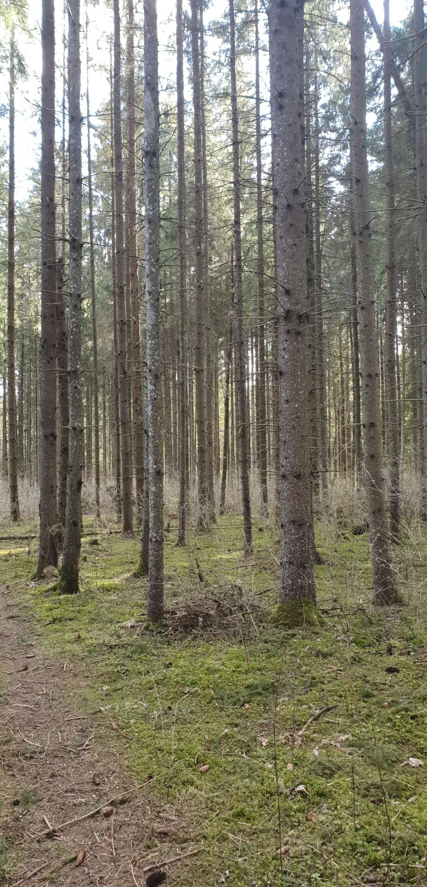Tapa Wald