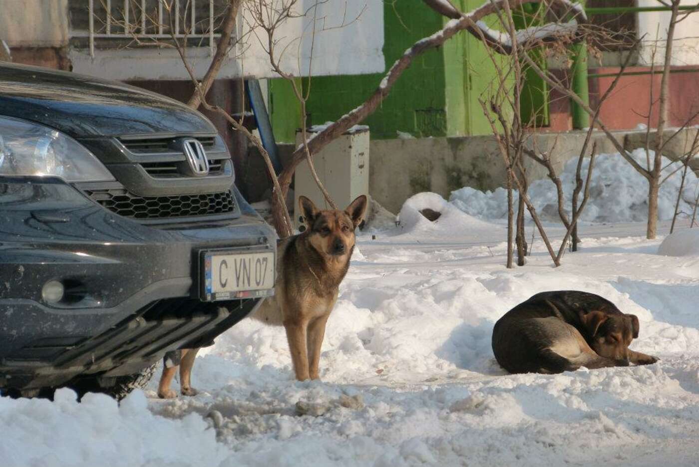 Straßenhunde