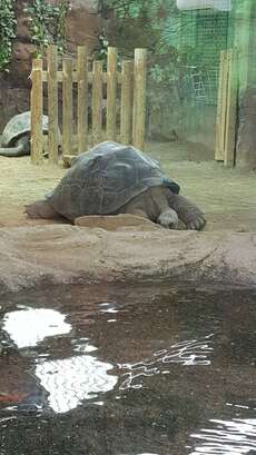 At the zoo. Gigant turtle
