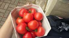 Leckere Tomaten aus unserem Gewächshaus