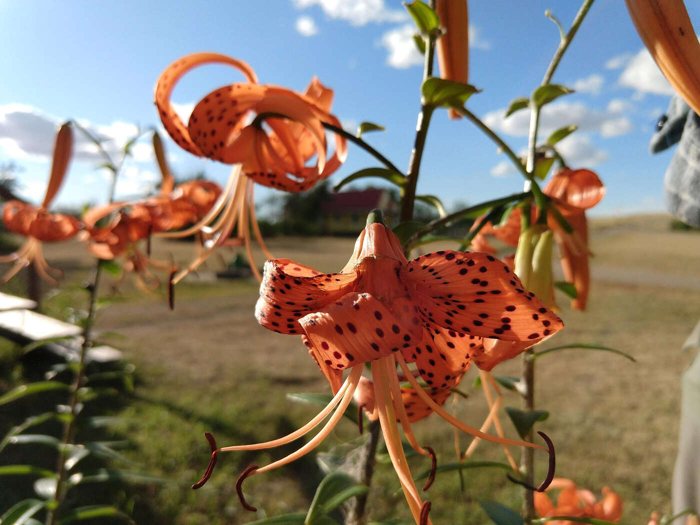 Saskatchewans Provinz-Blüte: Prärie-Lilie