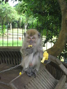 Diesen Affen hab ich gefüttert!