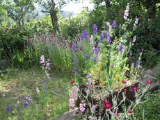 Oben in dem kleinen Dorf Le Villard des Dourbes gab es dann schönste Blumen zu sehen