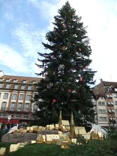 Der Strasbourger Weihnachtsbaum vor der "Erleuchtung"
