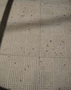 die schwarzen Punkte auf dem Boden sind diese toten fliegenden Ameisen...