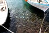 Dead fish in the harbour 