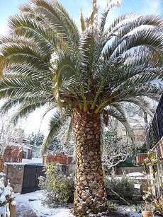 Palmen im Schnee haben etwas Seltsames an sich