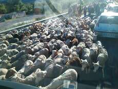 Der Weg nach Marseille wird durch Schafe auf der Straße blockkiert. Eine Demonstration gegen die Registrierung der Schafe.
