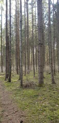 Tapa Wald