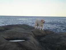 Tilou, einst als Forschungsobjekt des Norwegischen Veterinärinstituts geboren, jetzt Familienhund, eine Mischung aus Englischem Setter, Norwegischem Lynhund und Labrador
