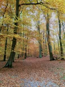 The Golden Woods - Leipnitzsee