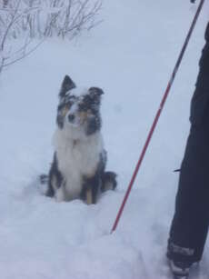 Berits "verschneiter" Hund Tilla xD