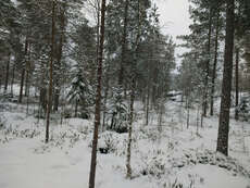 snowy forest nearby