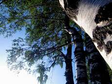 Die Birke - der Nationalbaum Finnlands