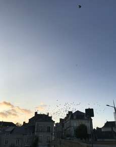 Die Vögelschwärme über den Dächern der Stadt
