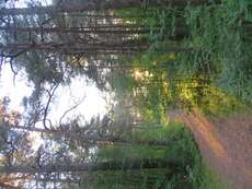Wunderschöner Wald (Alliteration)
