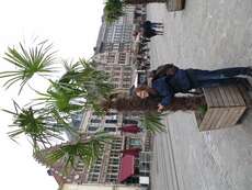 und nochmal Palmen...in Belgien (!!!)