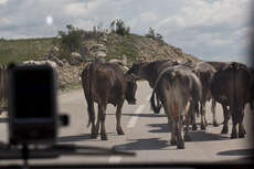 Die Kühe versprerrten seelenruhig die Landstraße.