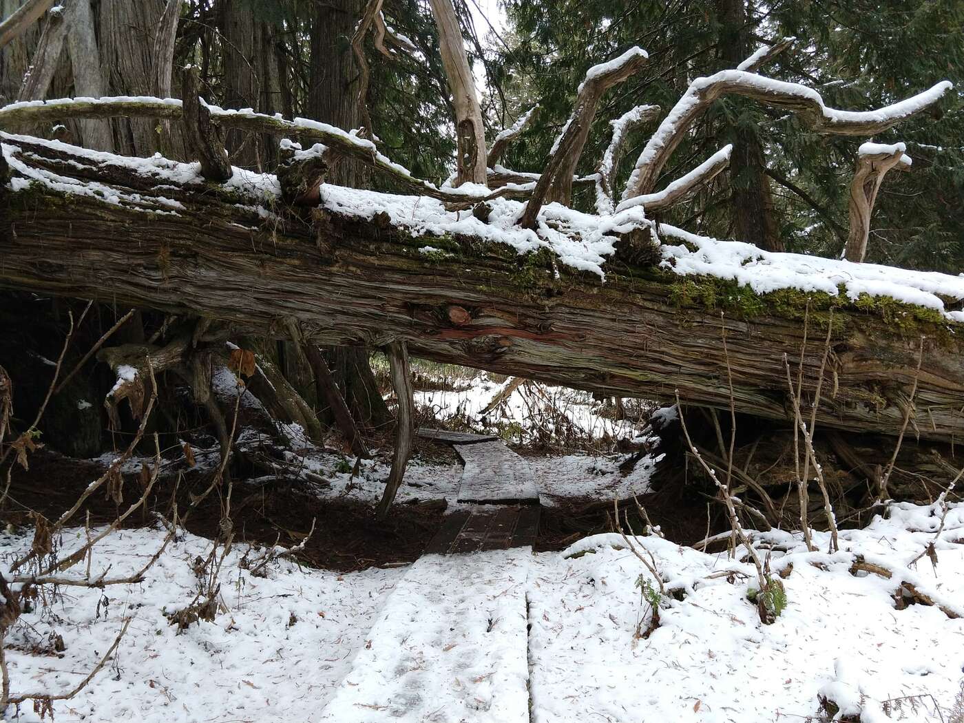 Umgestürzter Lebensbaum über verschneitem Pfad