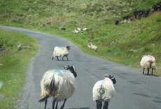 Endlich nicht mehr nur ein Postkartenbild! Schafe auf der Straße, Achill Island