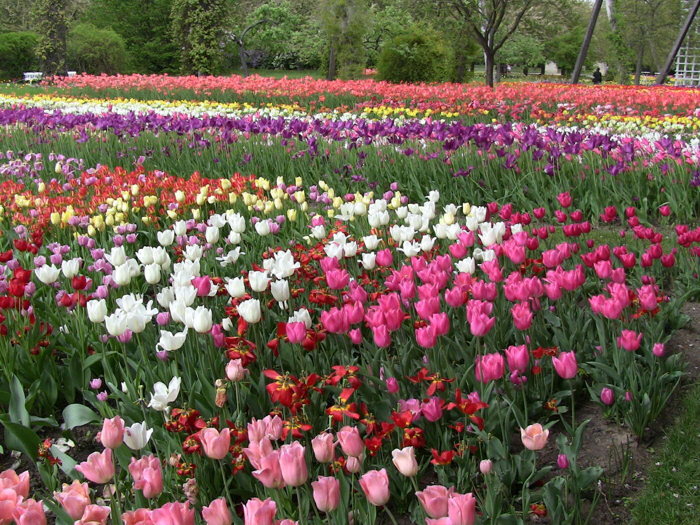Tulpen im Britzer Garten