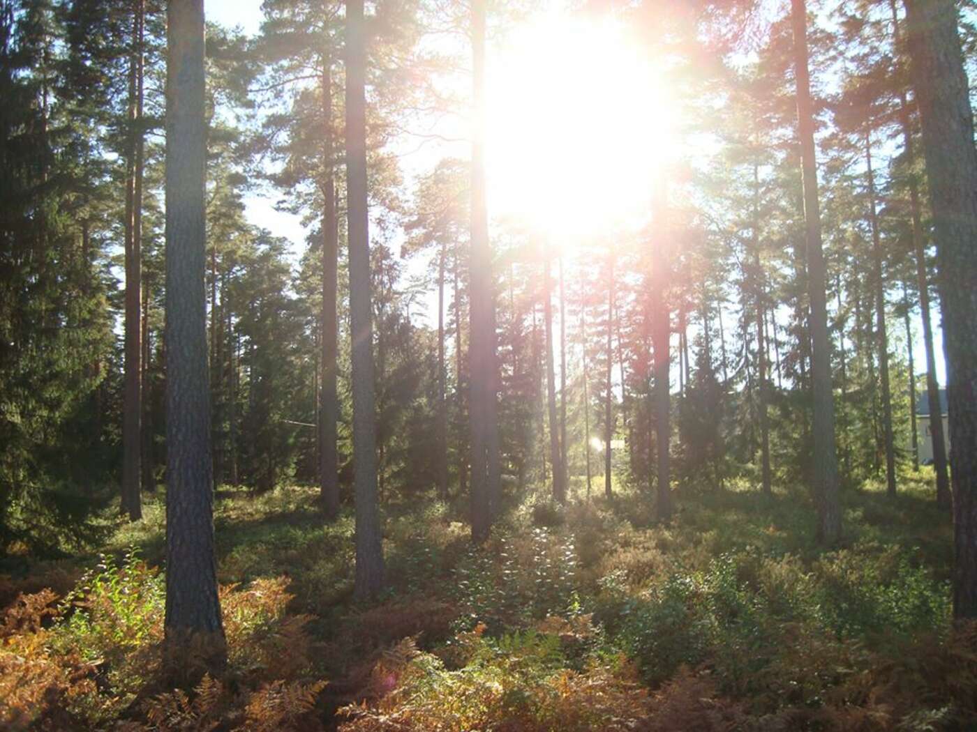 Der Sonne heller Schein leuchtet in den Wald hinein!