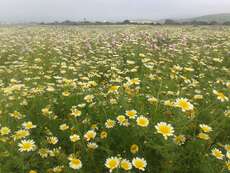 Flower field Tarifa