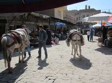 Esel in Mardin