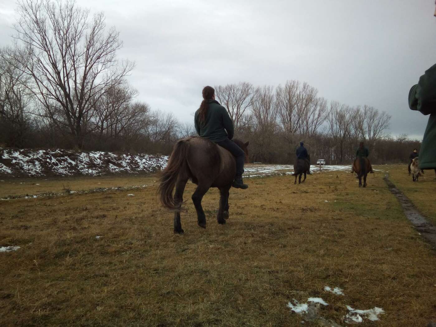 Training mit den Pferden