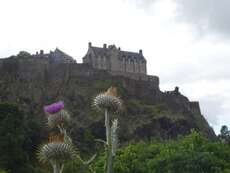 Edinburgh castle...mit der Diestel, der schottischen Nationalpflanze, im Vordergrund