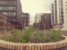 Urban Gardening zwischen symmetrischen Büroriesen. 