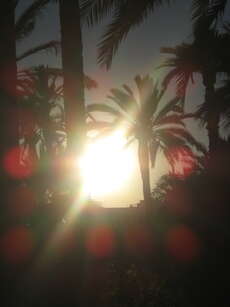 Sonne und Palmen !!!
