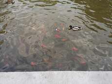 fishes and ducks